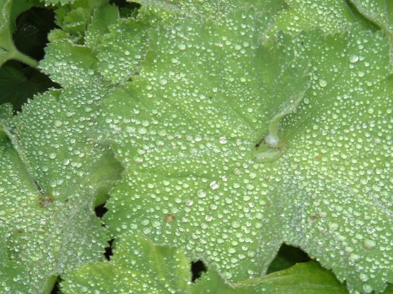 Sparkling alchemilla