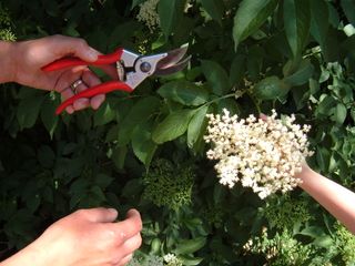 Elderflower cutting