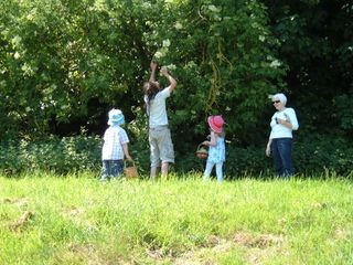 Elderflower picking