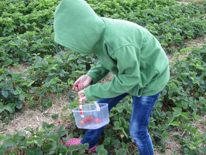 Strawberry picking may 2011 007