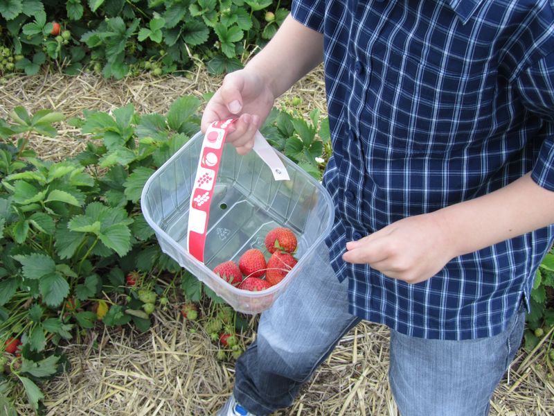 Strawberry picking may 2011 004