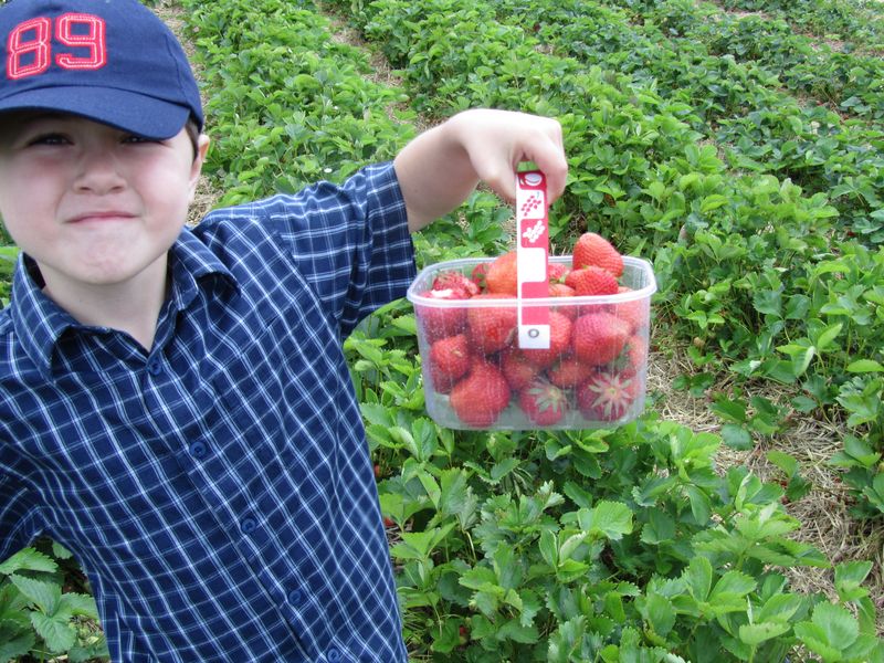 Strawberry picking may 2011 012