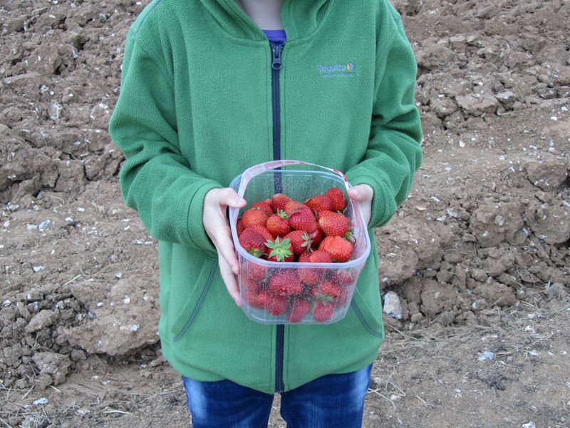 Strawberry picking may 2011 015