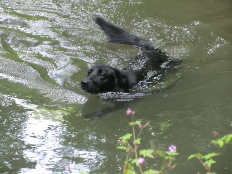 Playing in the river June 2011 099